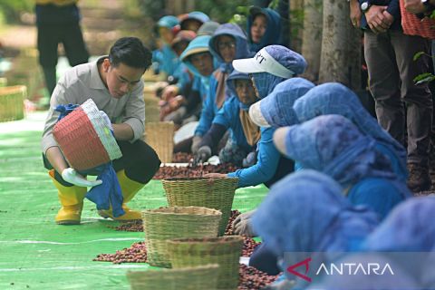 Petani kopi curhat ke Wapres Gibran soal mahalnya harga pupuk nonsubsidi