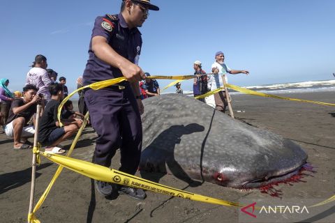 Hiu tutul terdampar di pantai Welahan Wetan Cilacap akibat ombak tinggi