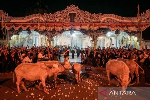 Kirab malam Satu Sura di Keraton Kasunanan Surakarta, kerbau bule jadi pusat perhatian