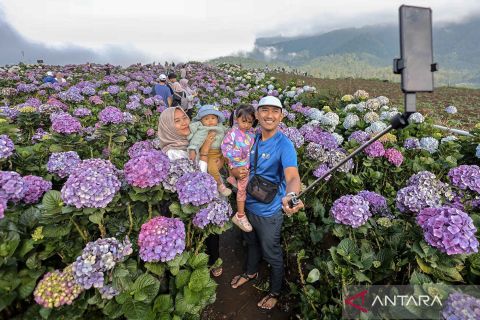 Petani di Puncak Brakseng alihfungsikan ladang bunga hortensia jadi objek wisata