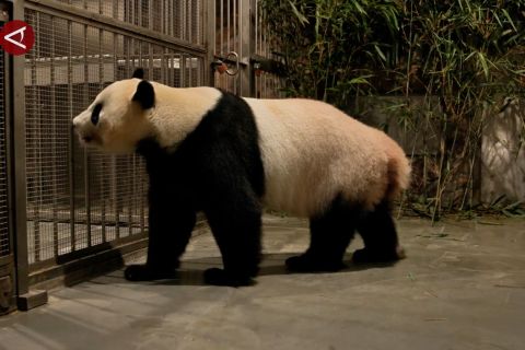 China terima empat panda dari Jepang, hasil konservasi sejak 1994