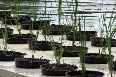 Dinas Pertanian Sumsel kembangkan padi apung dari 61 varietas