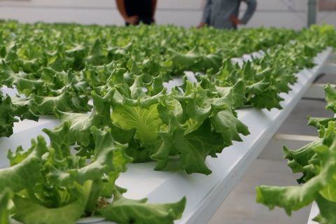 Kaltim kejar swasembada pangan dengan pembibitan mandiri