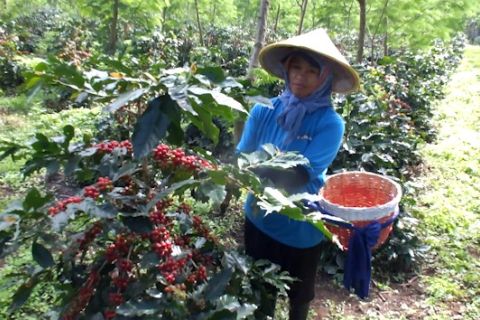 Strategi PTPN untuk wujudkan peningkatan produksi kopi rakyat