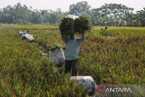 Petani panen padi, sektor pertanian jadi tulang punggung ekonomi Jateng triwulan I 2025
