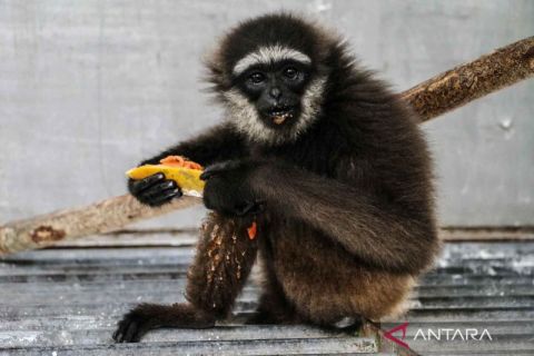 Warga serahkan Owa untuk direhabilitasi BKSDA Kalteng