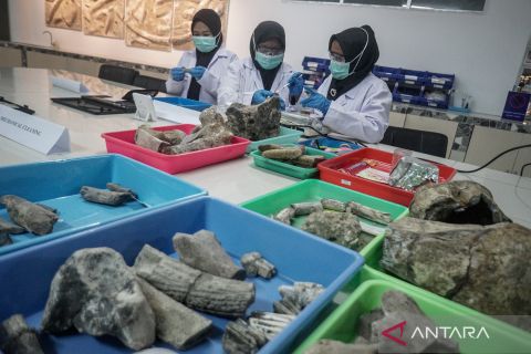 Mengintip perawatan fosil purba di Museum Manusia Purba Bukuran di Sragen