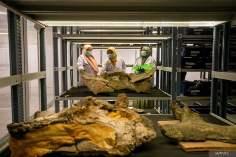 Upaya identifikasi koleksi temuan di Situs Purbakala Sangiran