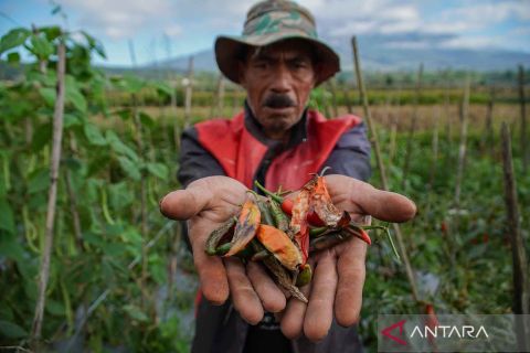 Anomali cuaca kemarau basah berdampak buruk pada hasil panen pertanian