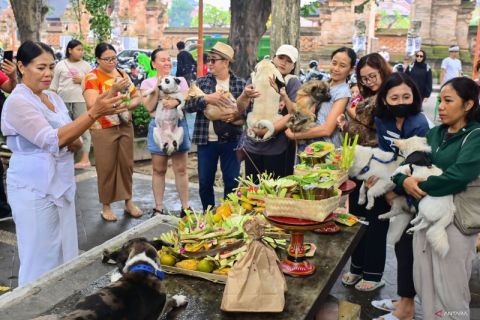 Warga Denpasar ramai-ramai membawa hewan peliharaan untuk didoakan pada Hari Tumpek Uye