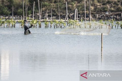 Semarang kembangkan ekowisata mangrove di Tambakrejo untuk tangkal abrasi
