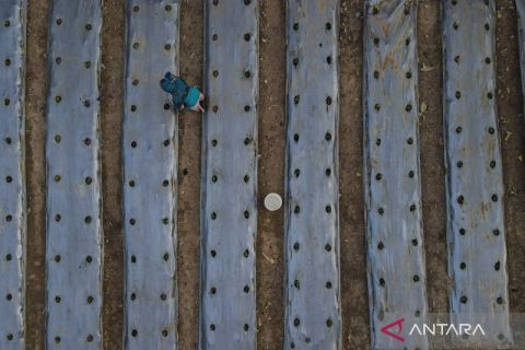 Pemkot Kendari siapkan lahan untuk pertanian perkotaan