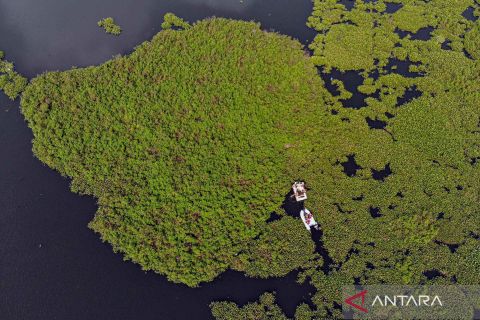 Eceng gondok memenuhi Situ Gunung Putri Bogor mengakibatkan pendangkalan dan rawan terjadi banjir