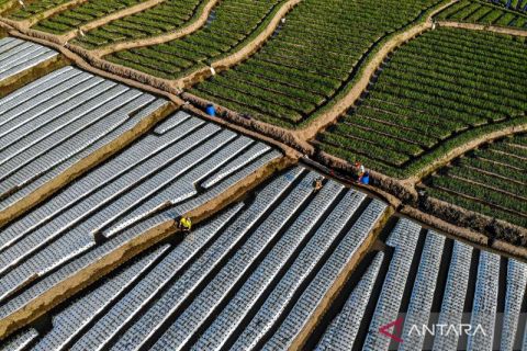 Langkah petani bawang merah antisipasi kemarau basah