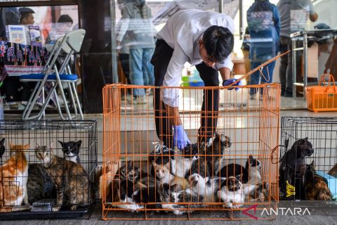Populasi terus meningkat, puluhan kucing liar di kota Bandung disteril
