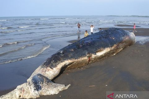 Paus sperma sepanjang 20 meter terdampar di pantai Situbondo