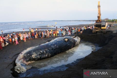 Paus sperma yang mati di perairan Situbondo akhirnya dikubur