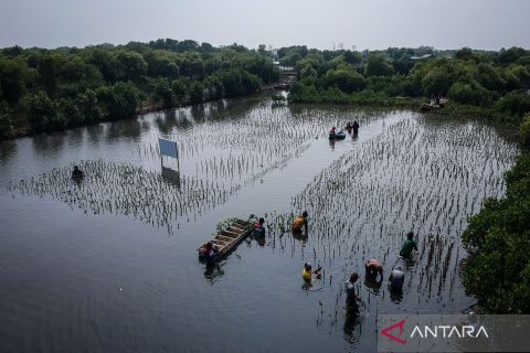Penanaman bibit mangrove  untuk pelestarian ekosistem pesisir di Tangerang