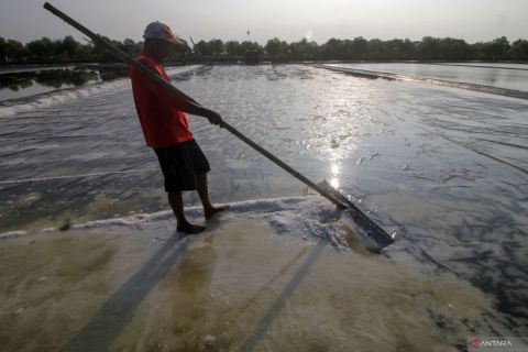 Panen garam perdana di Sidoarjo