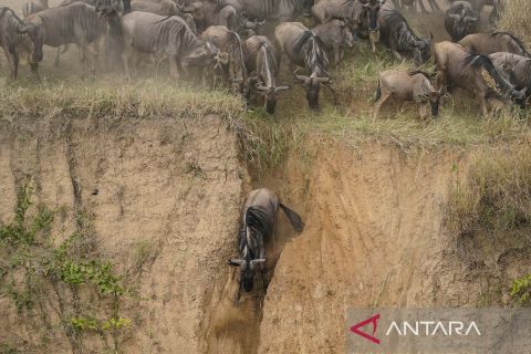 Spektakuler, begini penampakan ribuan wildebeest bermigrasi dari Serengeti ke Masai Mara