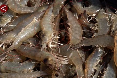KKP tekankan cara budidaya ikan yang baik untuk jaga mutu udang
