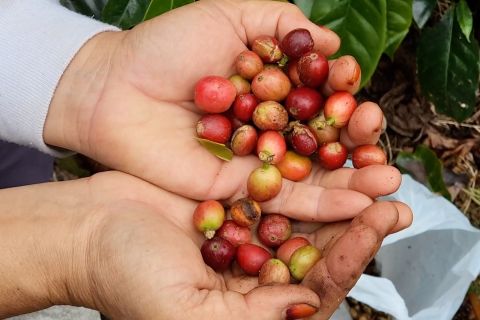 Kopi jadi komoditas andalan Kopdes Merah Putih di Aceh Tengah