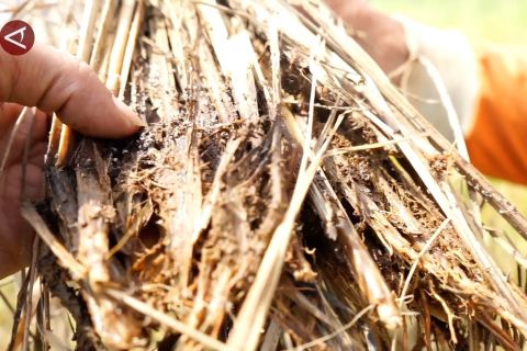 Pekalongan kendalikan hama wereng serang padi kering