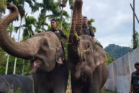 Prabowo komitmen lindungi populasi gajah