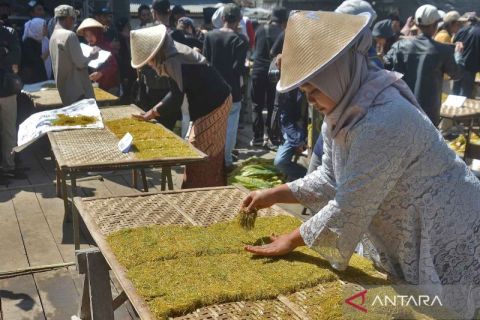 Melestarikan budaya memproses daun tembakau melalui Festival Tembakau Lembutan Temanggung
