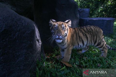 Namanya Zoya, anak harimau Benggala penghuni baru Taman Safari Prigen