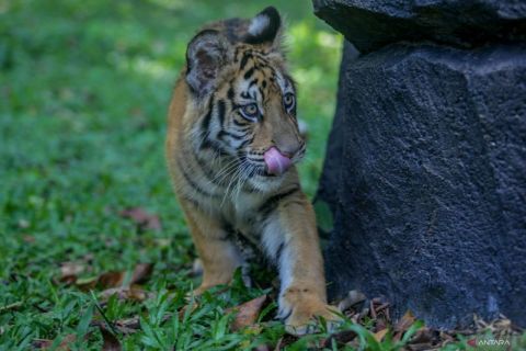 Harimau benggala di Taman Safari Prigen bertambah