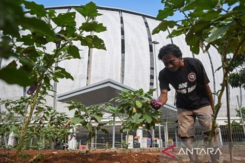 Fasilitas lahan pertanian perkotaan di Kampung Susun Bayam