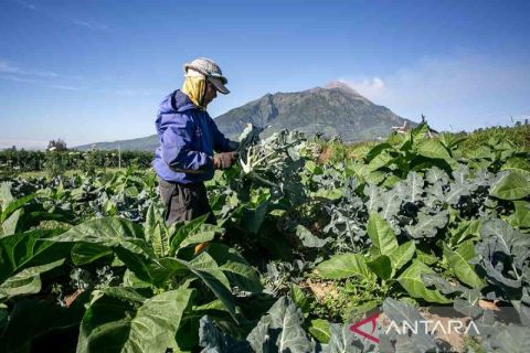 Pertumbuhan ekonomi sektor pertanian triwulan II 2025 naik
