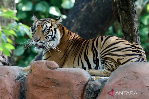 Ini dia koleksi baru Harimau Sumatera di Kebun Binatang Surabaya