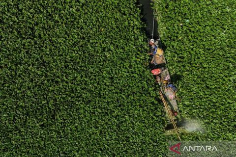 Melihat Waduk Tunggu Pampang yang dipenuhi eceng gondok dari udara