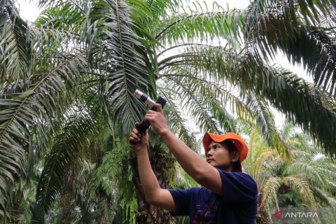 Sensor kematangan buah sawit hasil inovasi Unand