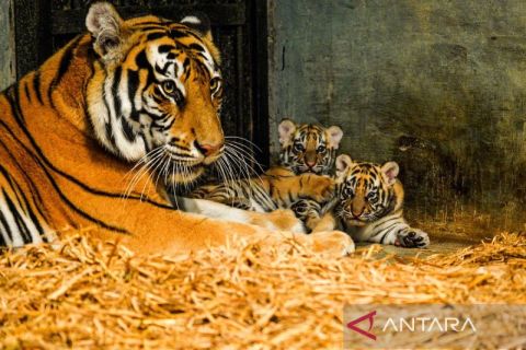 Induk harimau benggala lahirkan dua anak di Bandung Zoo