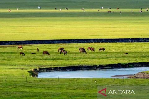 Menikmati keindahan padang rumput Hulunbuir
