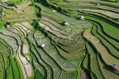 Proyeksi beras nasional surplus September 2025