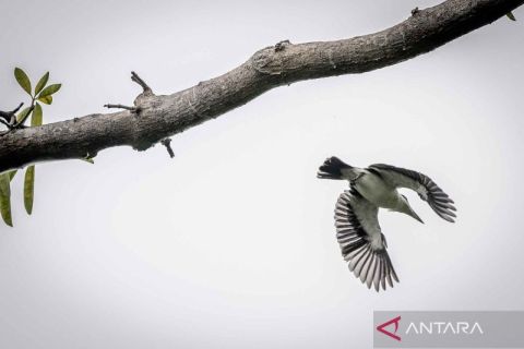 Melihat keindahan burung-burung penghuni Pulau Bidadari