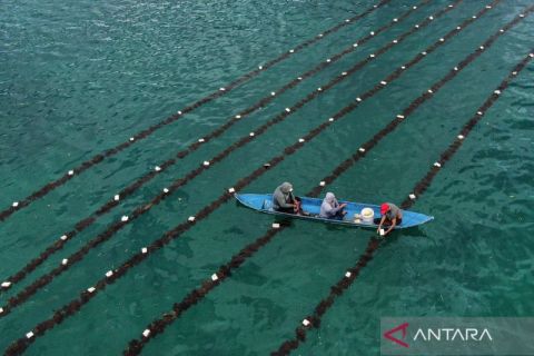 Budi daya rumput laut coklat di perairan Liya Raya Wakatobi