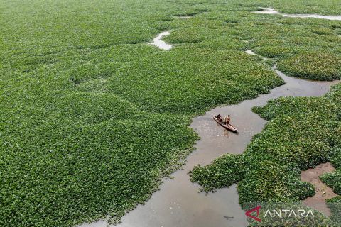 Ini kondisi  Waduk Selorejo  Malang yang dipenuhi tanaman gulma  eceng gondok