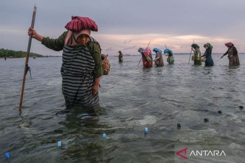 Saat perempuan Wakatobi menombak ikan dalam tradisi Hekente