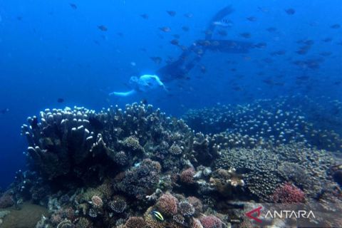 Melihat keindahan dunia bawah air Oluhuta Paradise Gorontalo