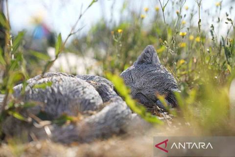 Pemakaman khusus hewan peliharaan Dog's Fate di Polandia