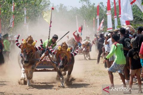 Tradisi Makepung Jembrana ajang promosi pariwisata pertanian di Bali