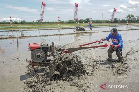 Adu cepat traktor roda dua, sawah di Pekalongan jadi sirkuit balap