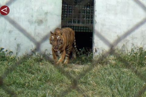 Kandang Medan Zoo tak terawat, ini kata PUD Pembangunan Medan
