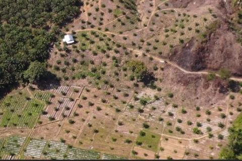 Wagub Fadhlullah tegaskan perkebunan sawit Aceh bebas dari deforestasi