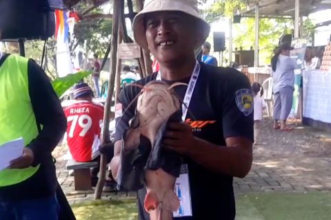Warga Tangerang meriahkan HUT RI dengan lomba tangkap lele raksasa